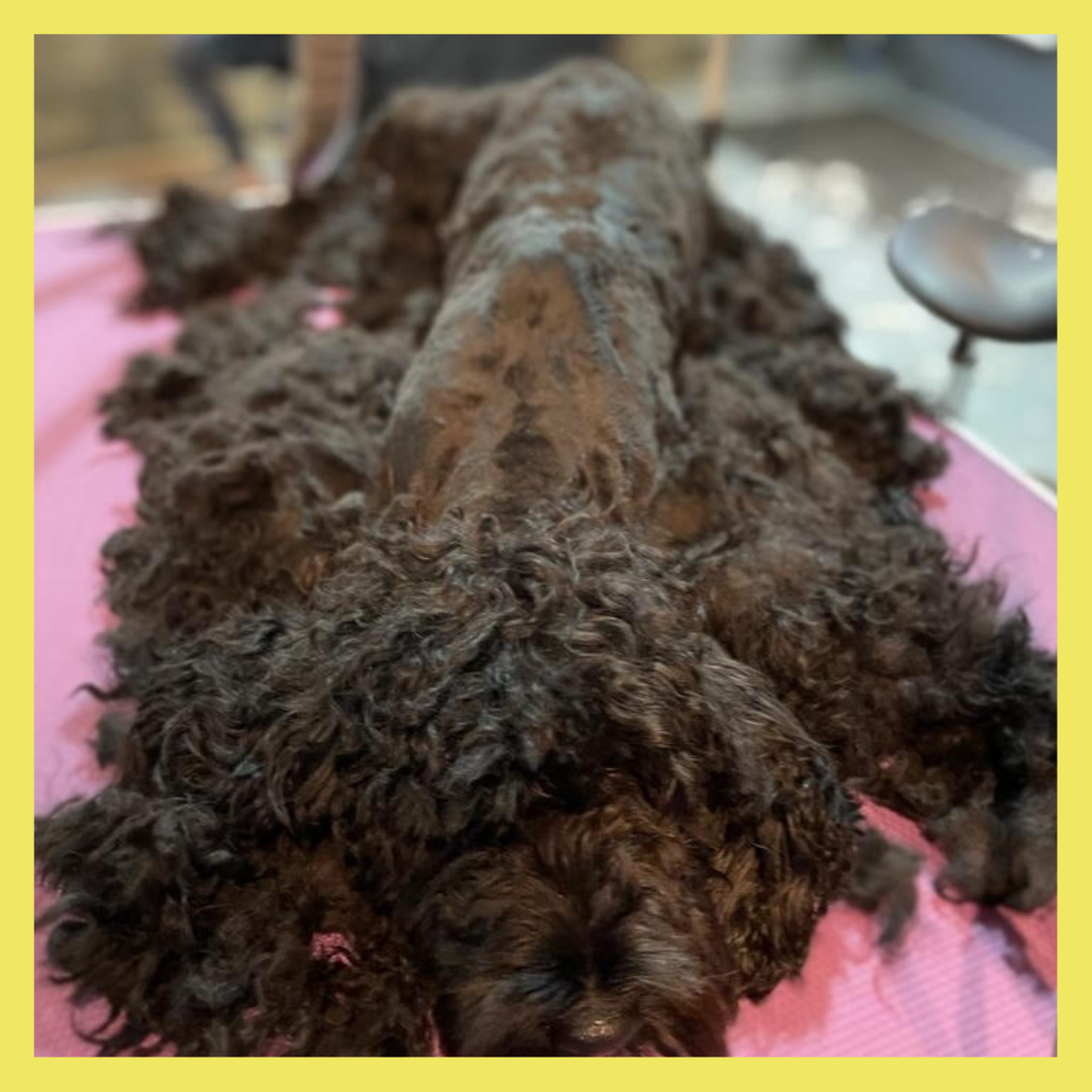 Aftercare Advice for Matted Dogs Grooming Salon Advice DOGHOUSE