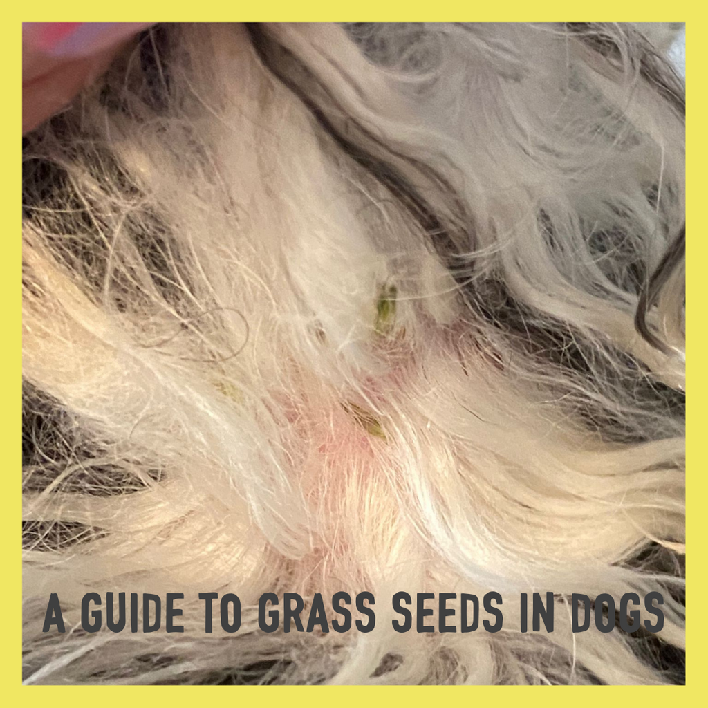 grass seeds in dogs