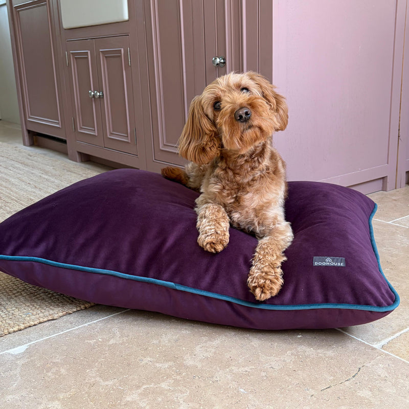 Dog Beds
