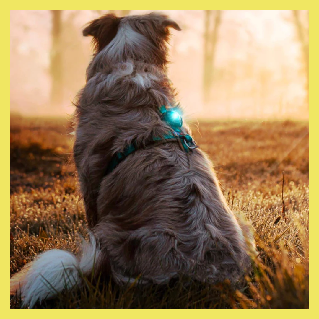 Best Light Up Accessories for Dogs Visibility at Night Our Top Pick