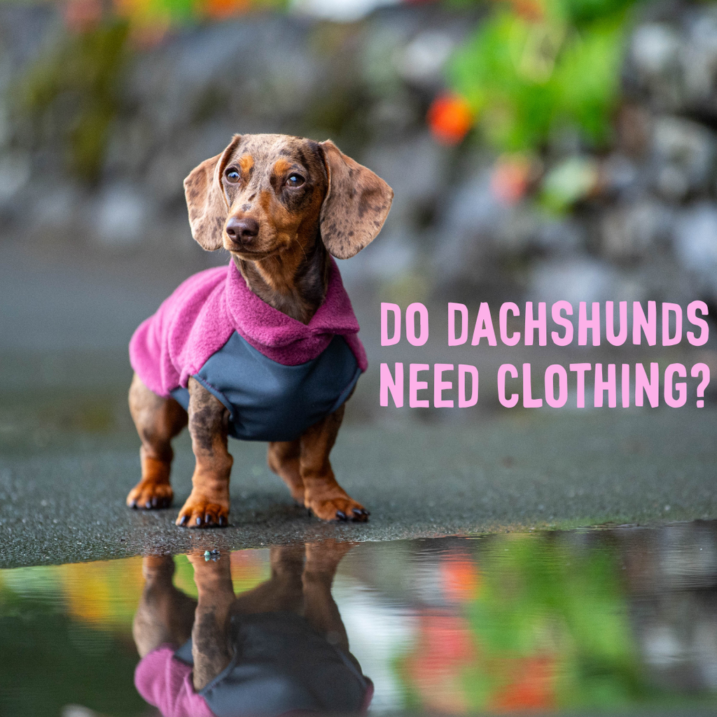 do Dachshunds need clothing?