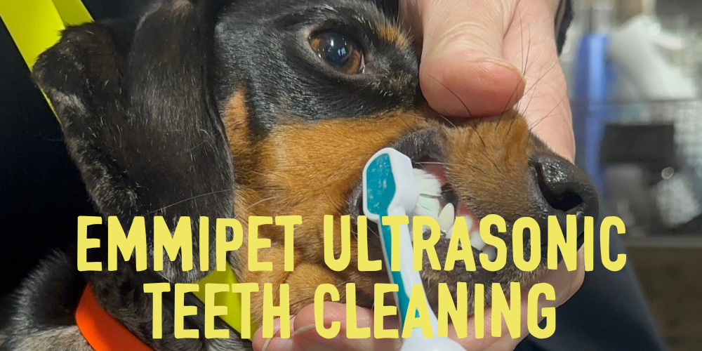 EMMI PET ULTRASONIC TEETH CLEANING FOR DOGS