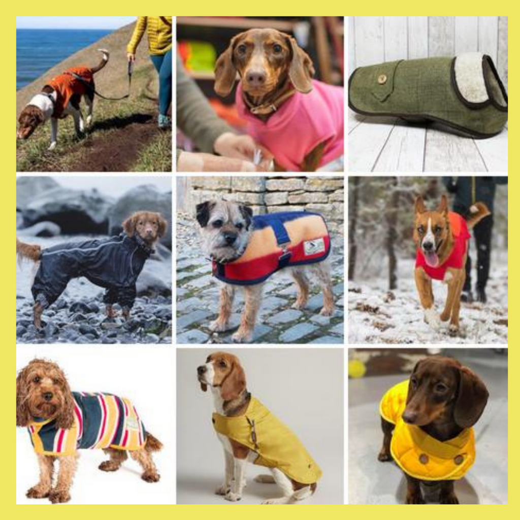 9 Best Dog Coats for this Winter