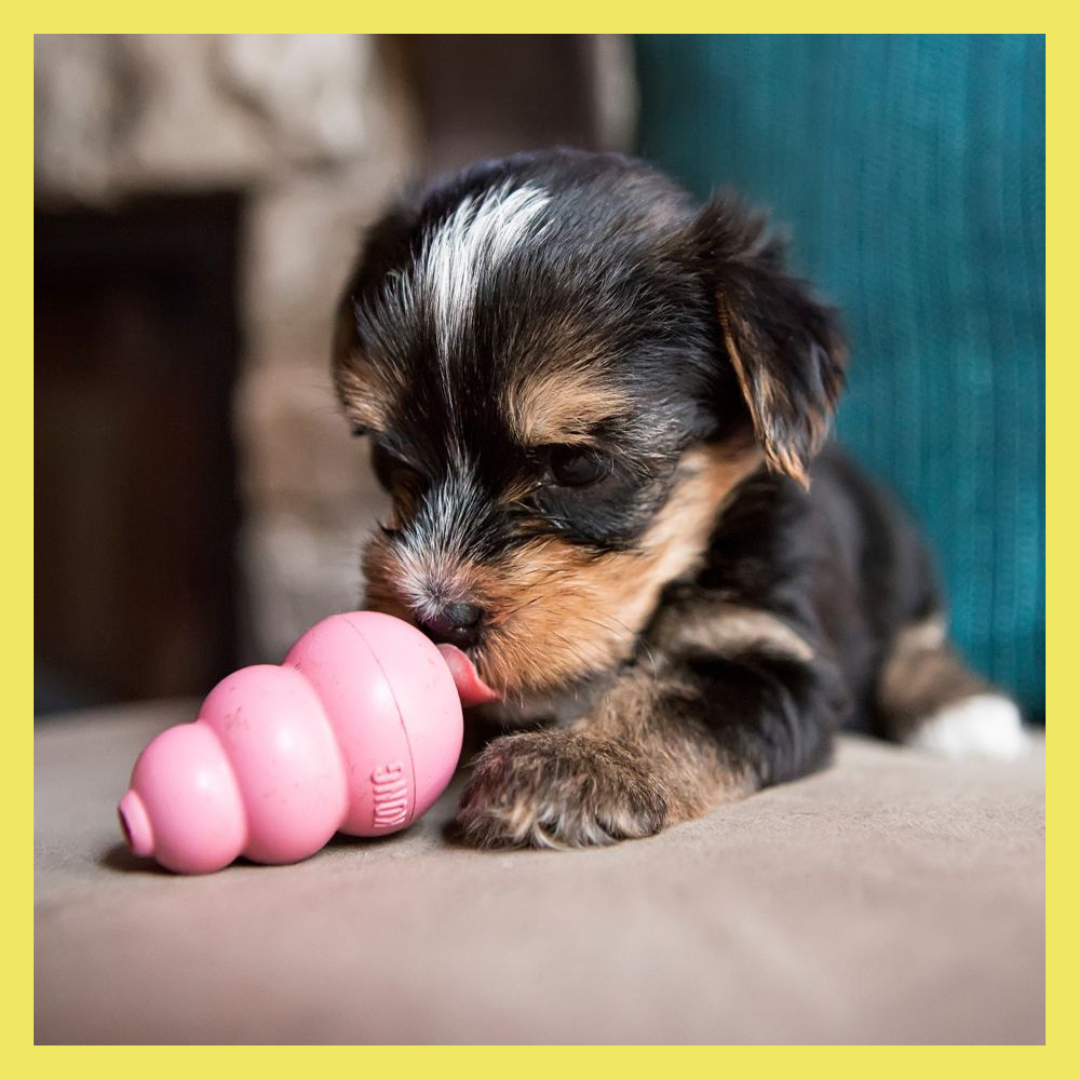 Best dog toys for small breeds deals