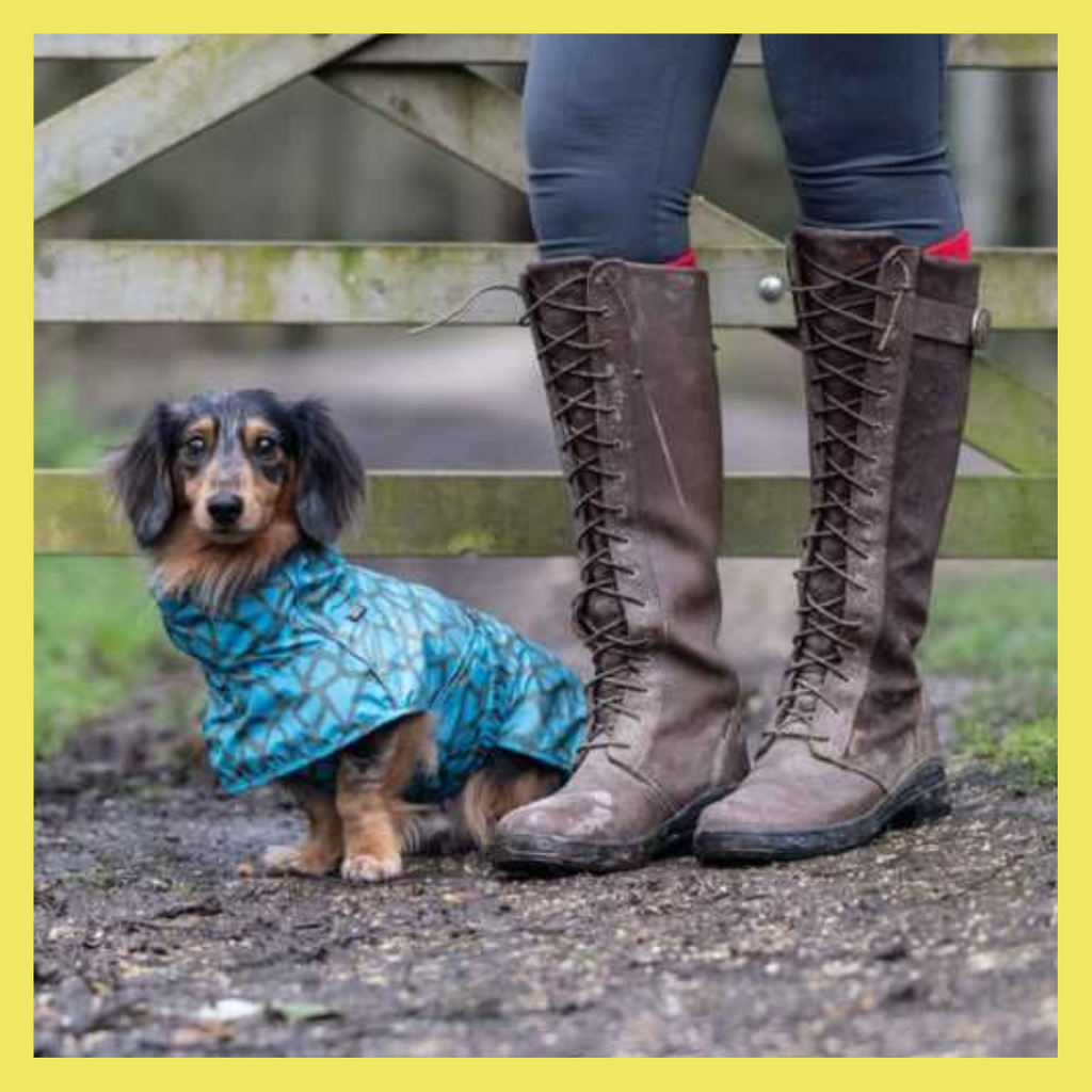 best waterproof dog coats for spring
