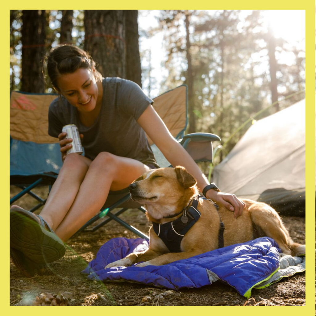 How to Go Camping with Your Dog in the UK