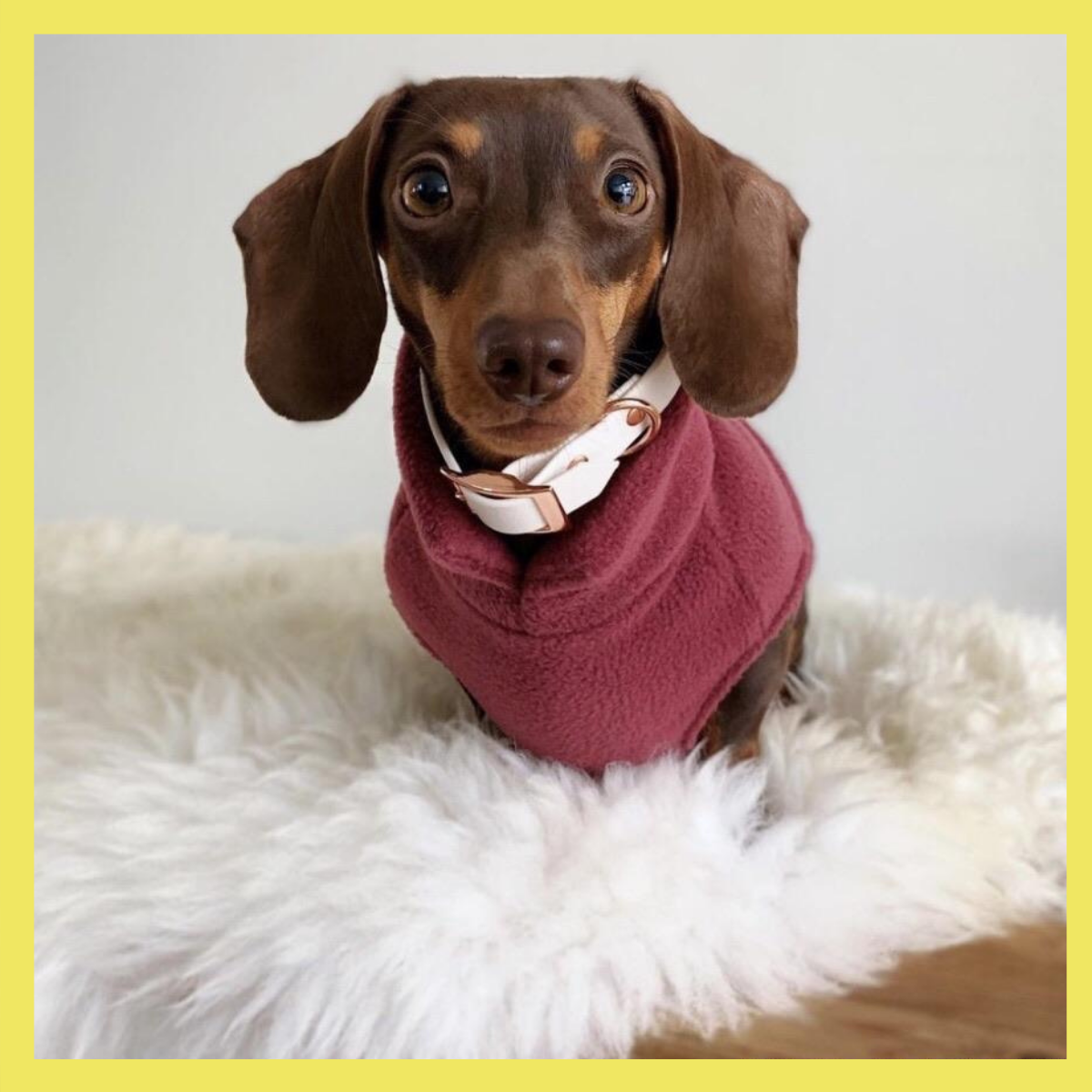 Must-Haves for All Dachshund Owners