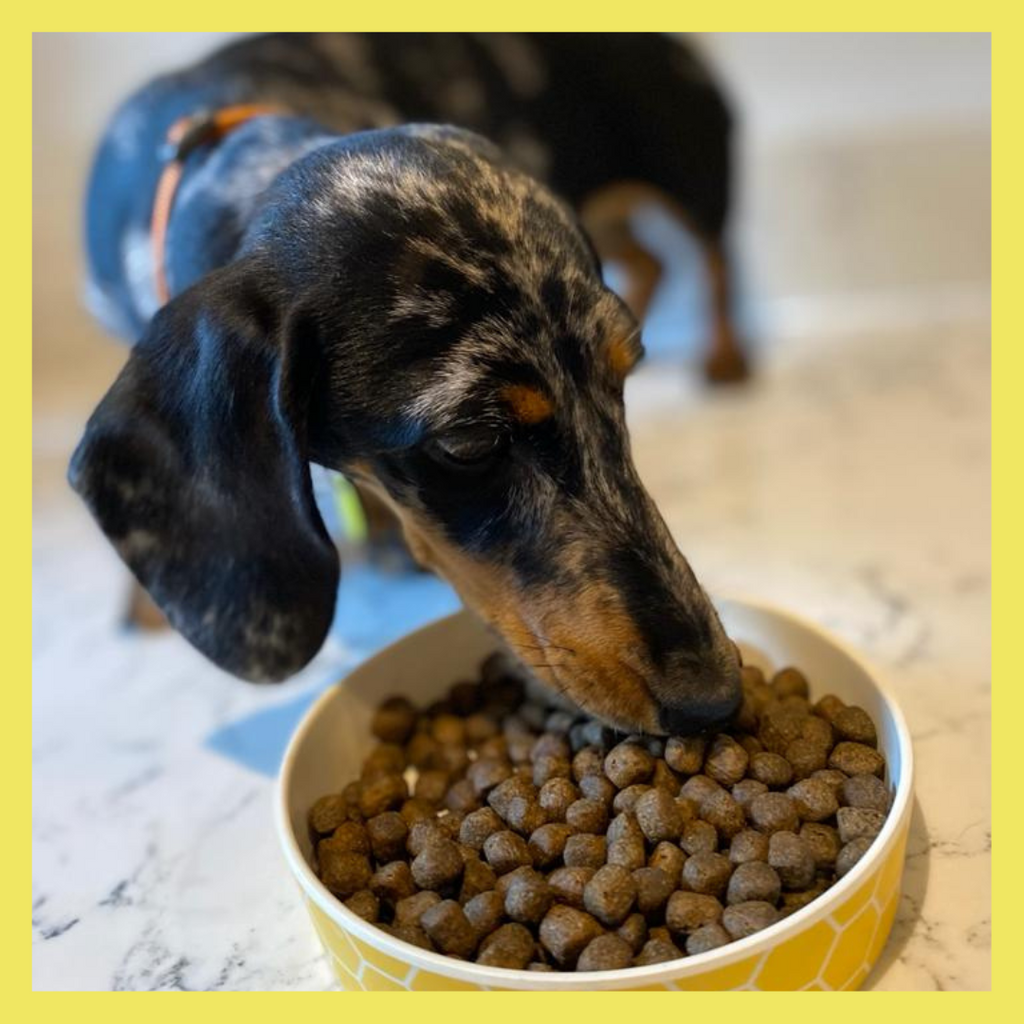 dog food from doghouse for Dachshunds