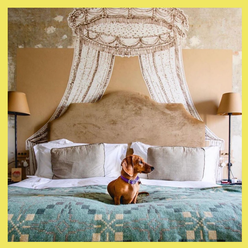 The Best Dog Friendly Hotels in South West England