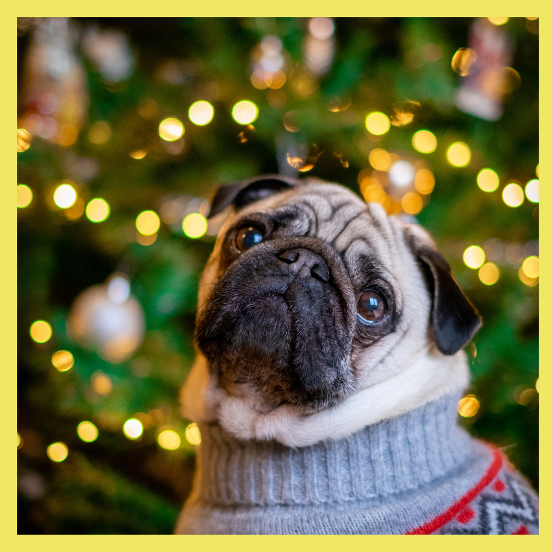 Light up top pug christmas sweater