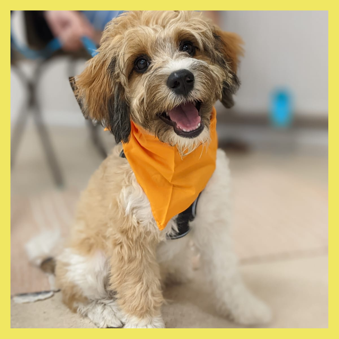 Best Puppy Training Classes in Bristol Doghouse Hound Plus Training