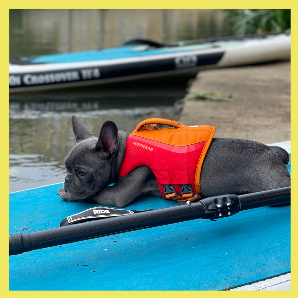 Hire a Dog Life Jacket for the Day