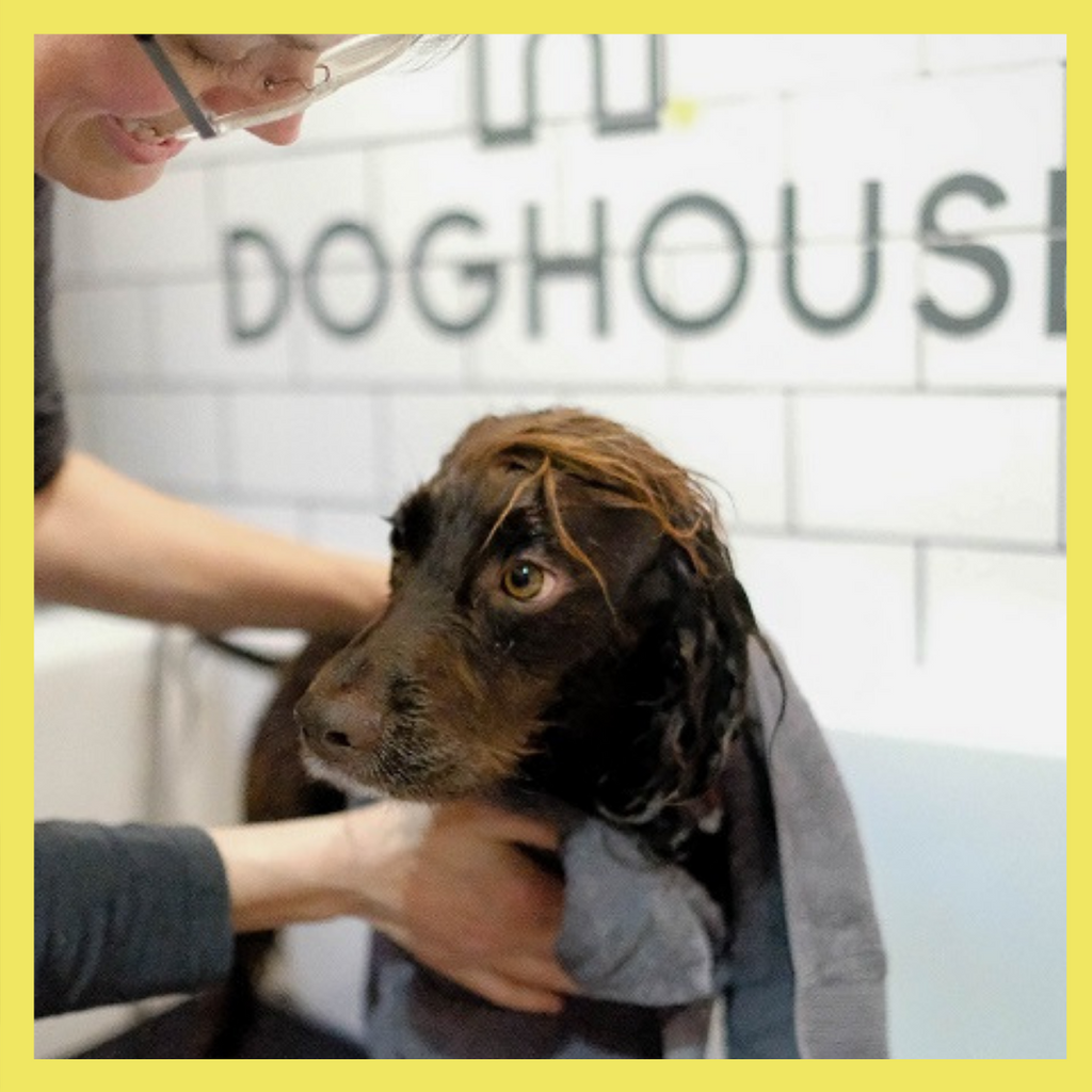 My dog house 2024 grooming