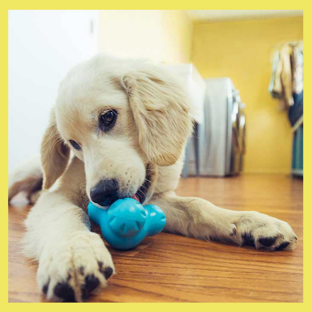 best tough toys for dogs