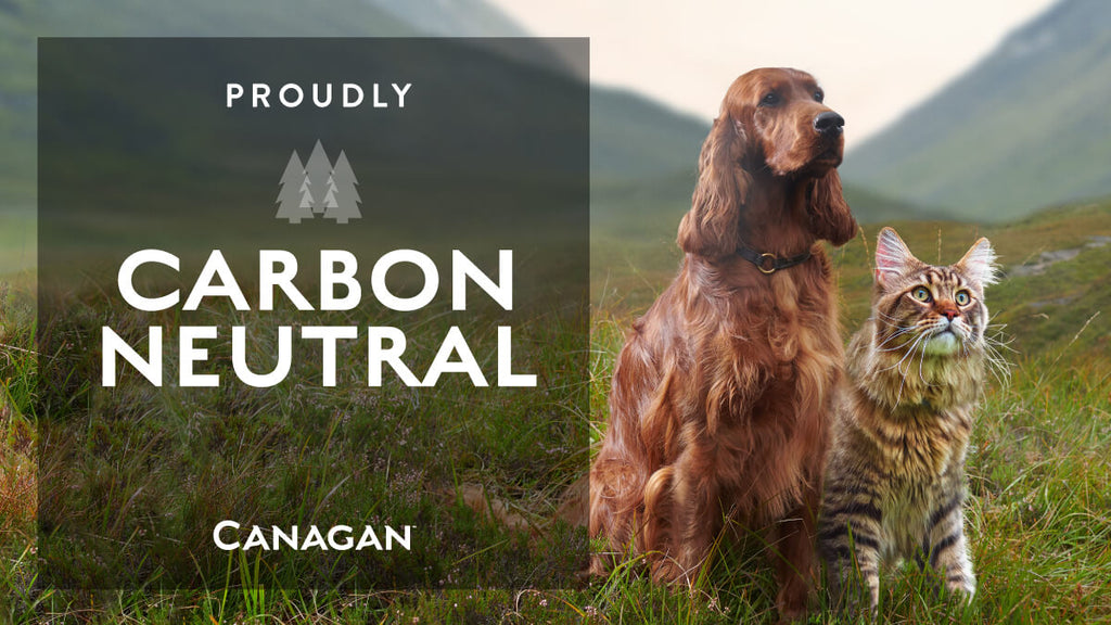 canagan for dogs and cats