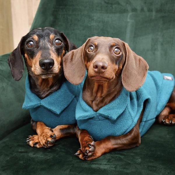 Dog Jumpers