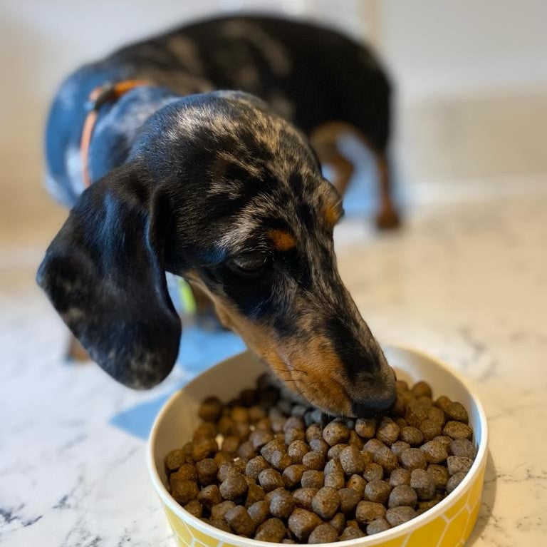 best quality dog food for dachshunds