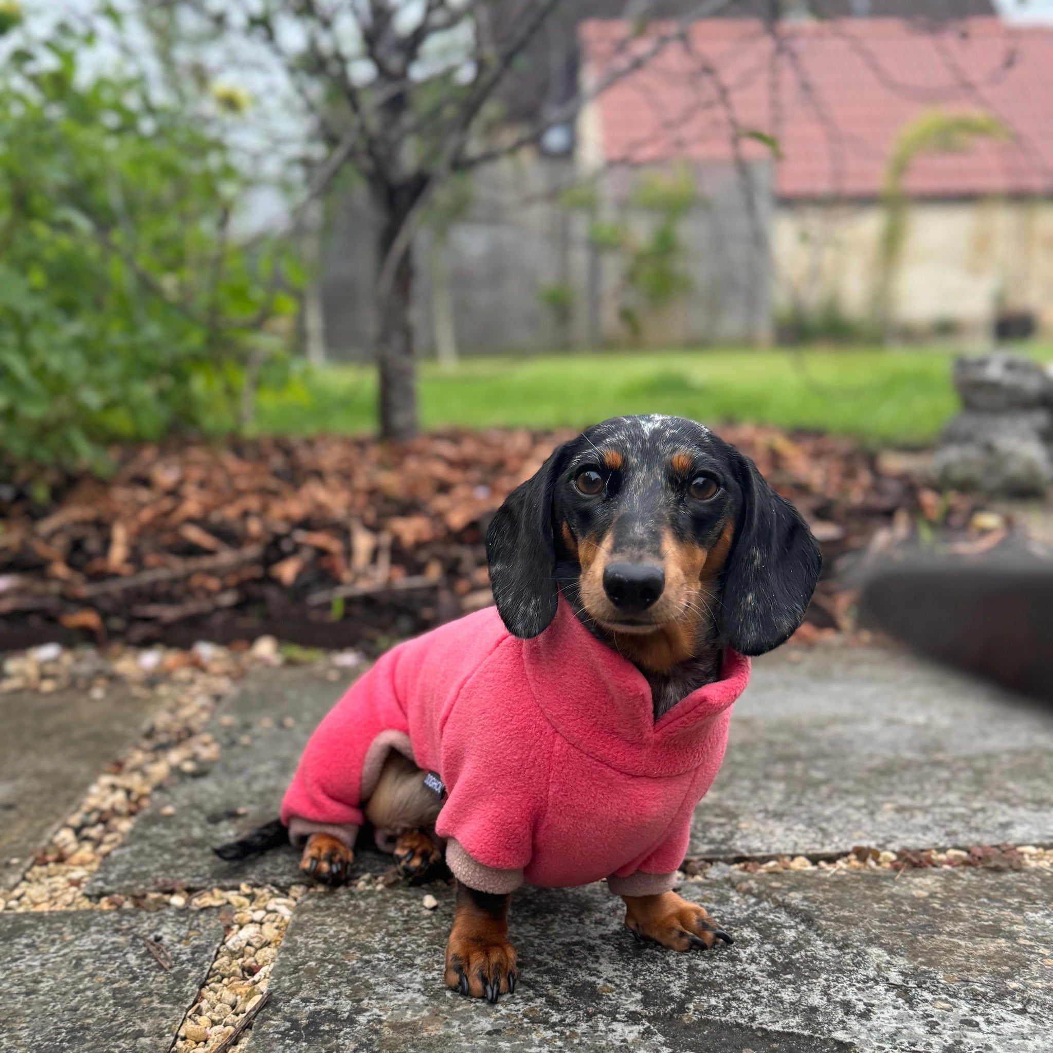 Miniature Dachshund Jumper Dachshund Sweatshirt For Dogs Dachshund