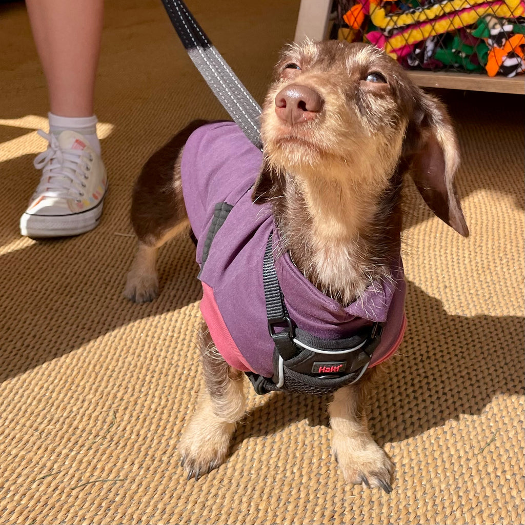 sweatshirt top for dachshunds