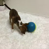 Nina Ottosson Treat Tumble Ball Toy - DOGHOUSE