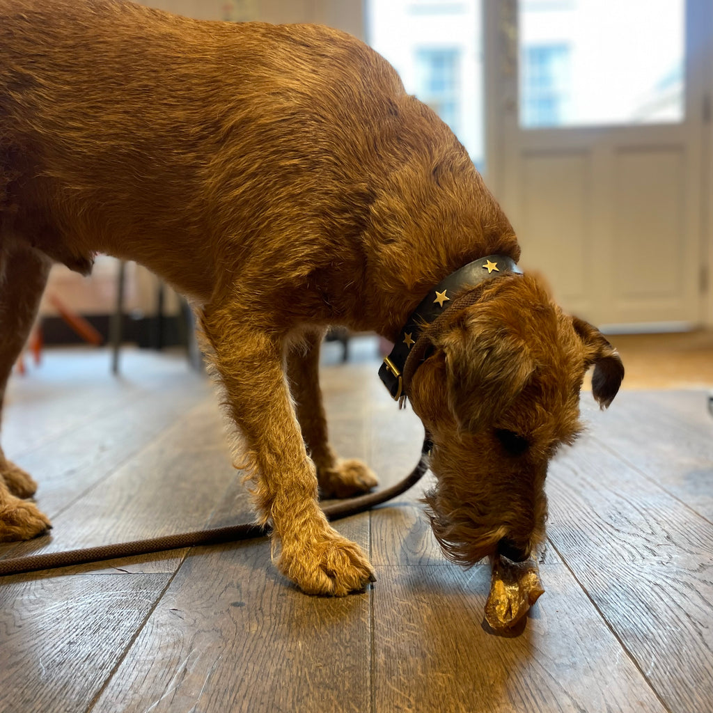 Creature Clothes Chocolate Brown Star Dog Collar - DOGHOUSE