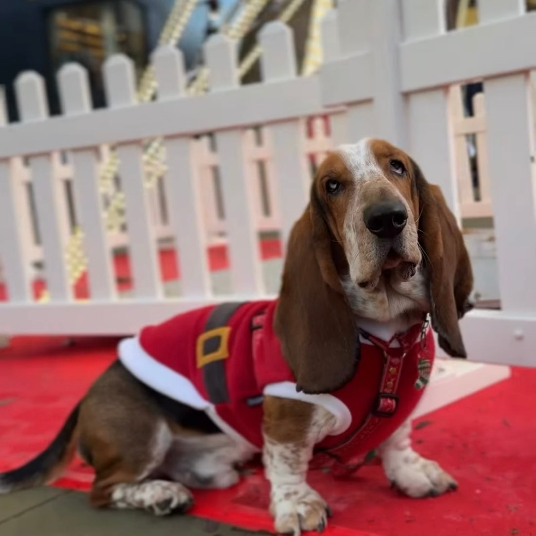 Dog Santa and Elf Fleece Jumpers - DOGHOUSE