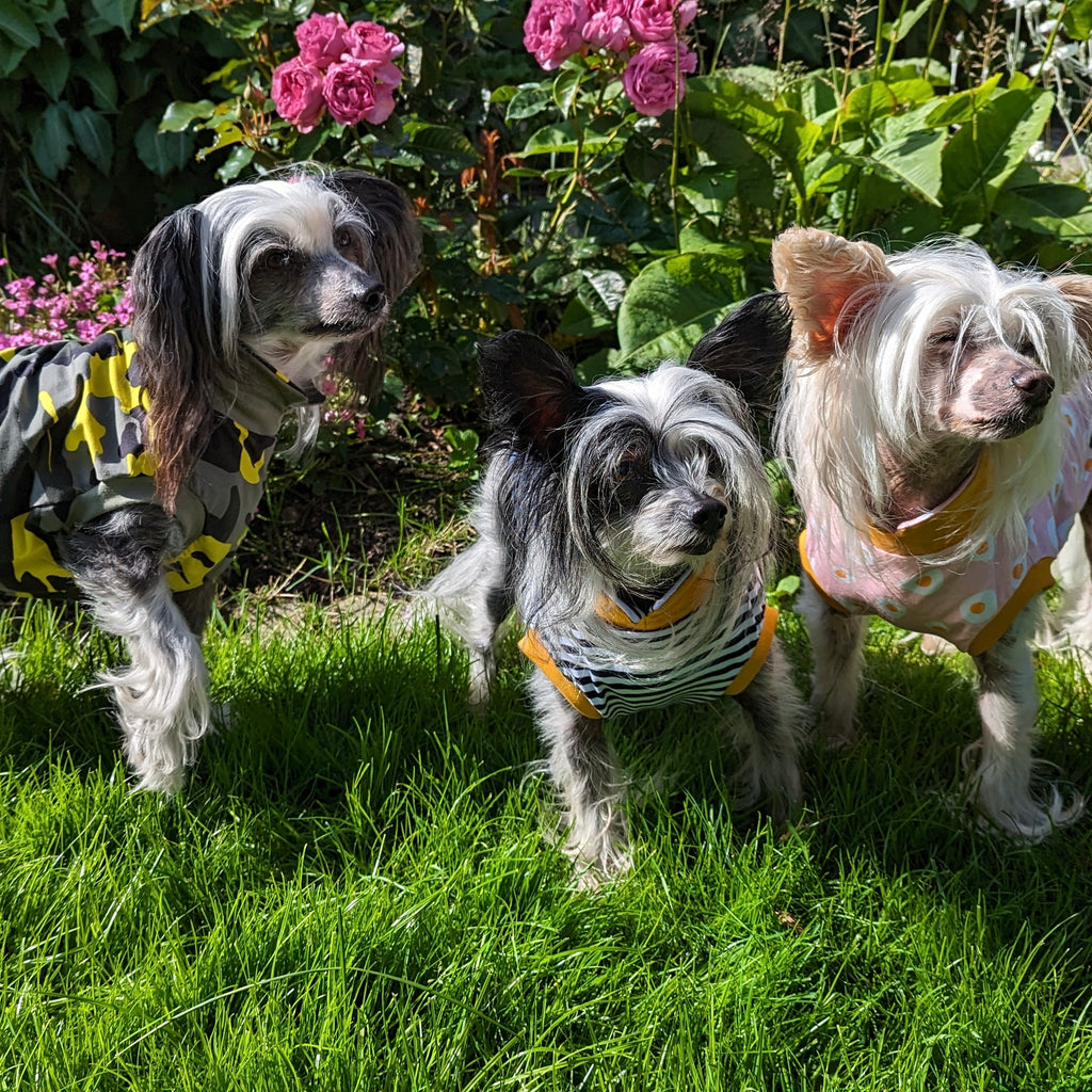Chinese crested dog jumper