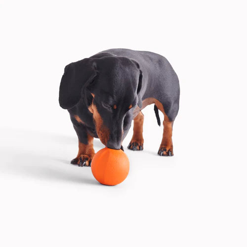 https://www.doghouse.co.uk/cdn/shop/files/3_Beco_Natural-Rubber_with-dog_cutout_orange_500x_b5f5aa71-3208-4593-9f5b-ffc9ab763346_1024x1024.webp?v=1697560725