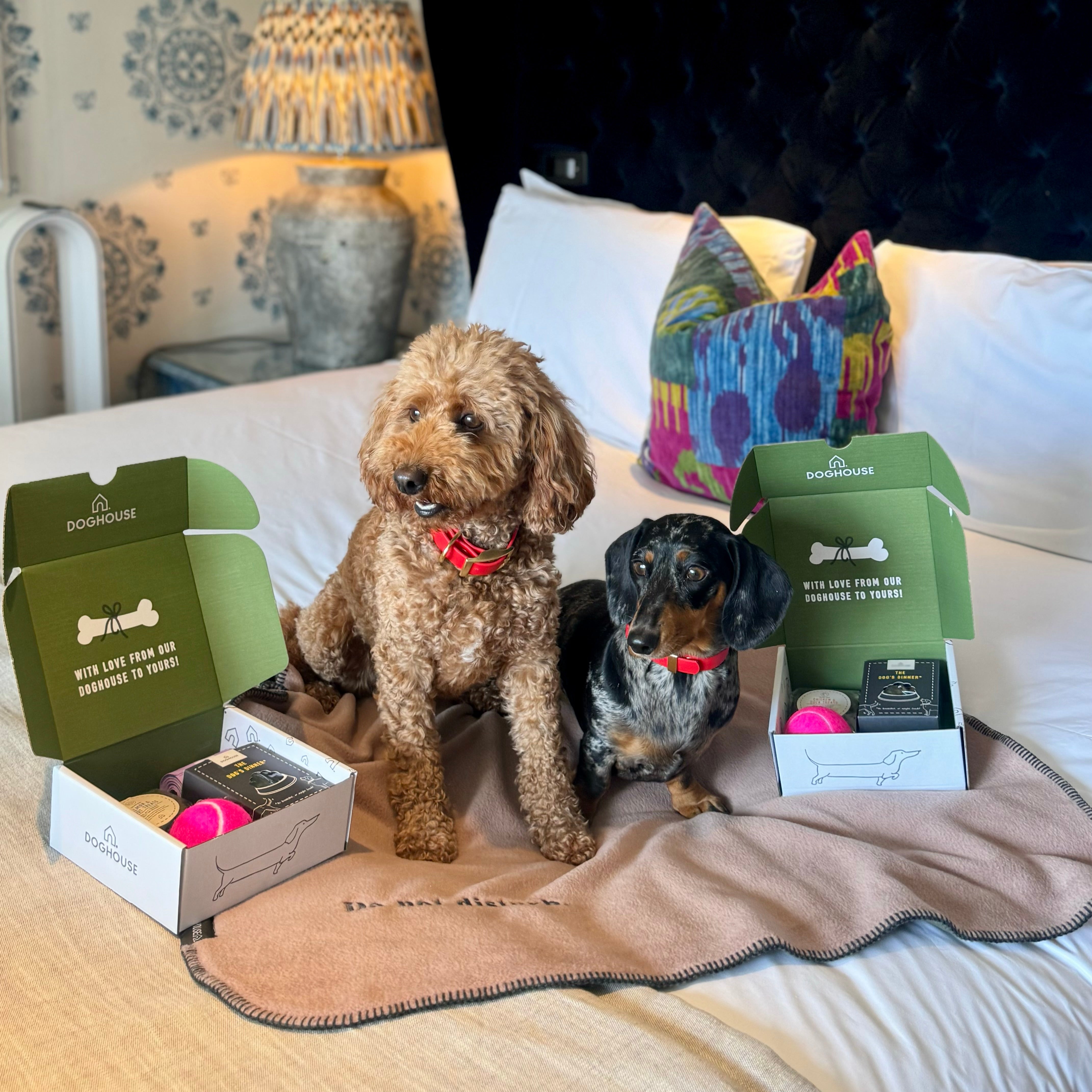 Pet Boarding Hotels That Take Animals Near Me Cost Of Dog Boarding