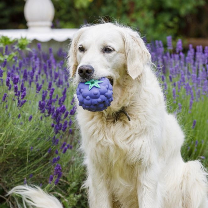 Foodie Faces Latex Blackberry Dog Toy | PETFACE | DOGHOUSE