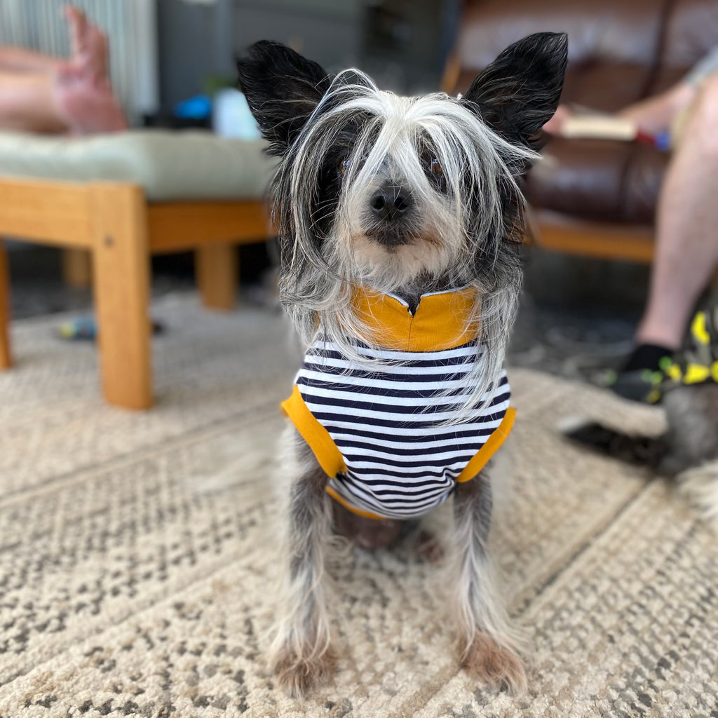 Chinese crested dog jumper