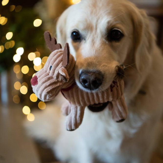 Petface Reindeer Cord Christmas Toy