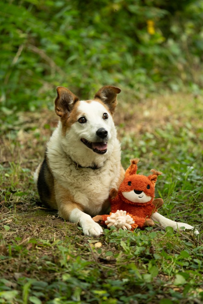 Saffia Squirrel Crinkle Toy