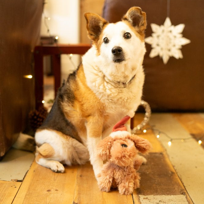 Petface Stella Scruffy Christmas Dog Toy
