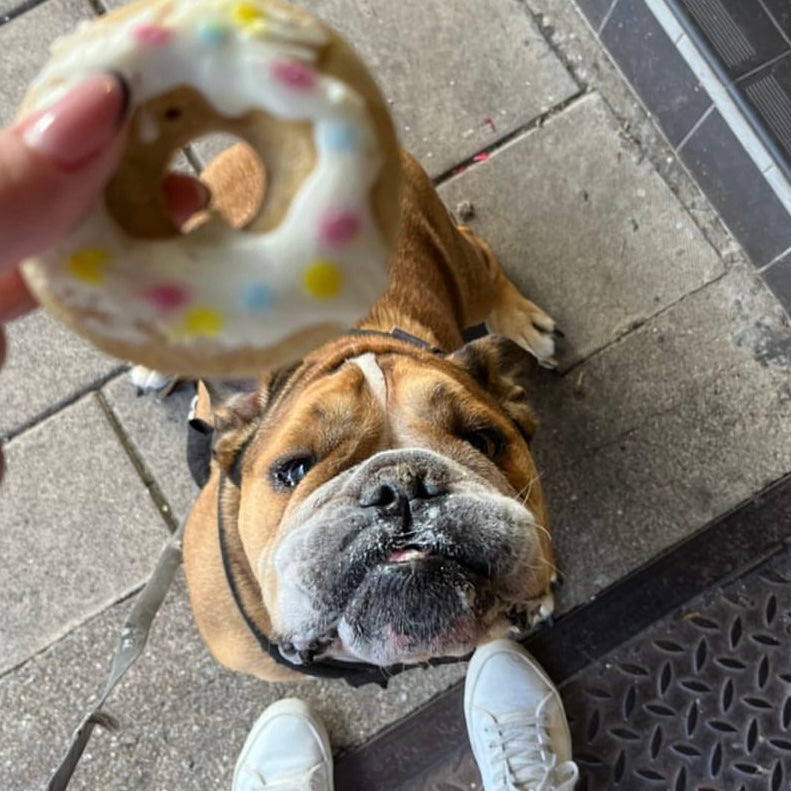 Donuts for dogs