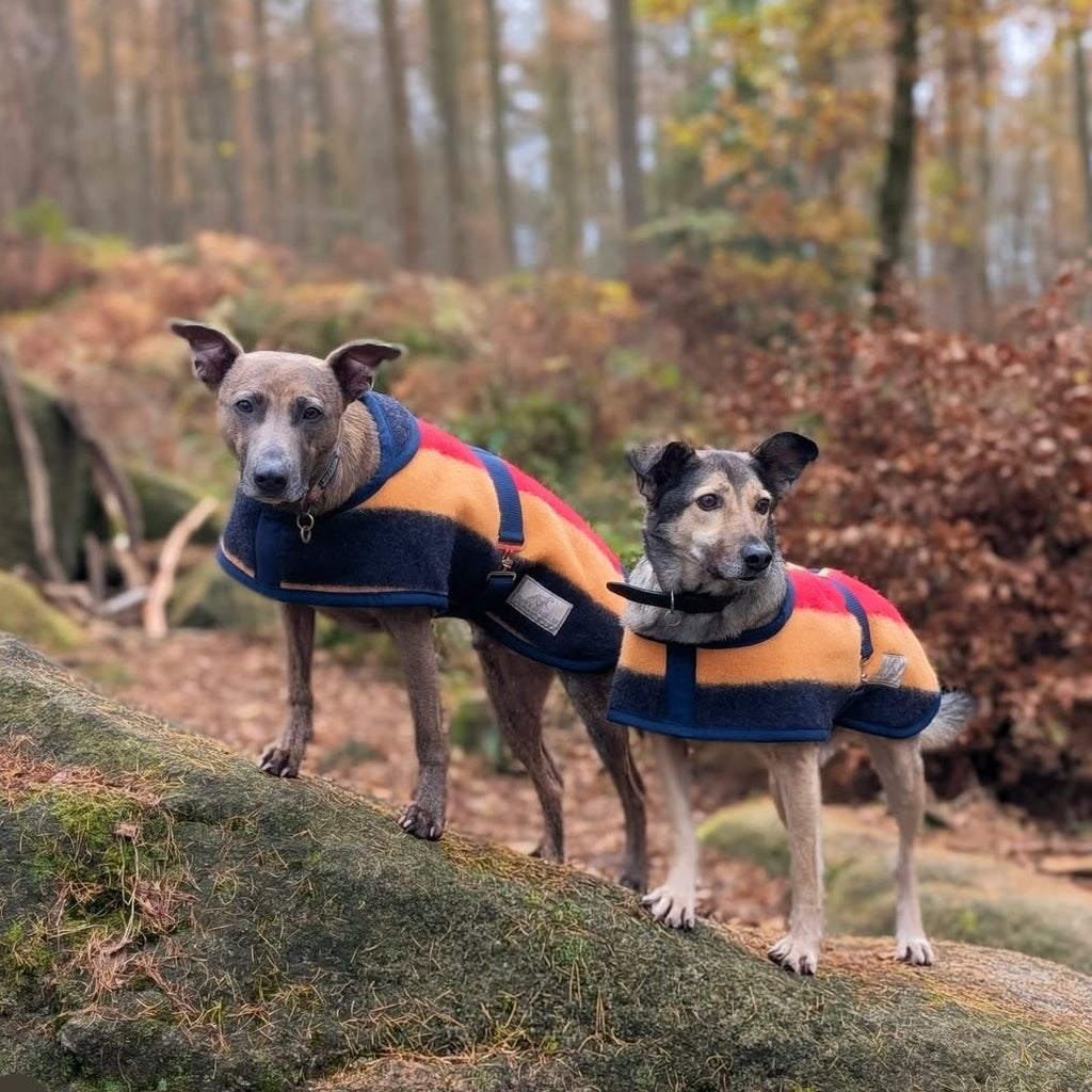 Witney Wool Dog Rug Coat in 7 Sizes - DOGHOUSE