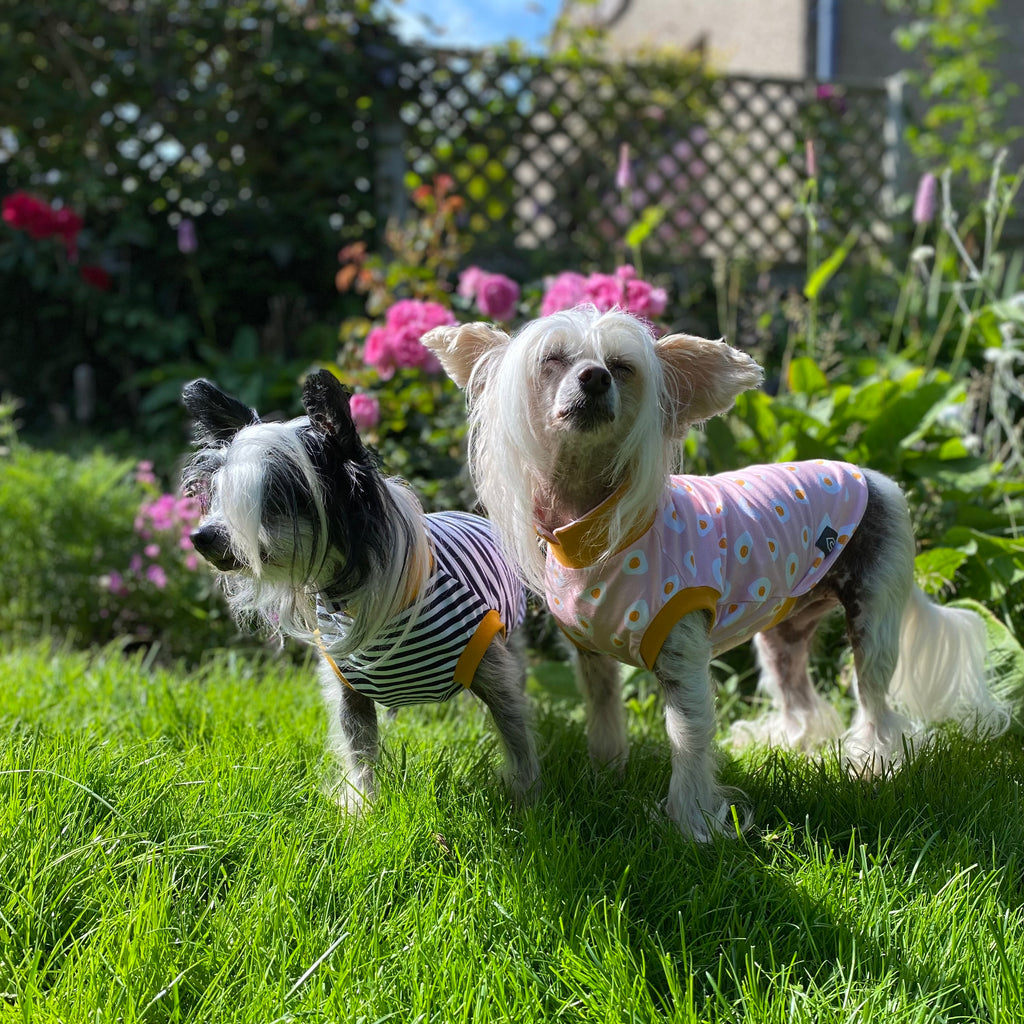 Chinese crested dog jumper