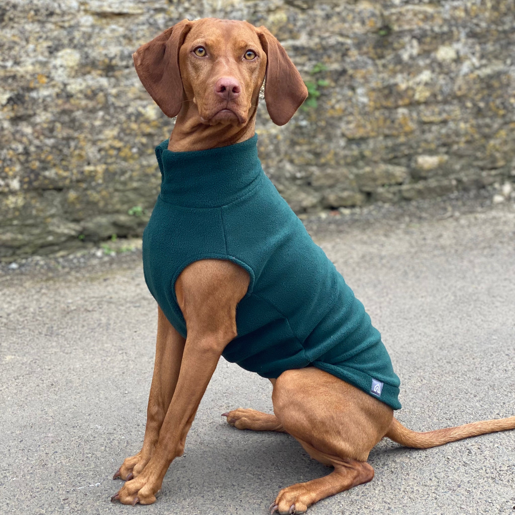 Large Breed Vizsla Fleece Jumper Doghouse Fleeces Layer up for