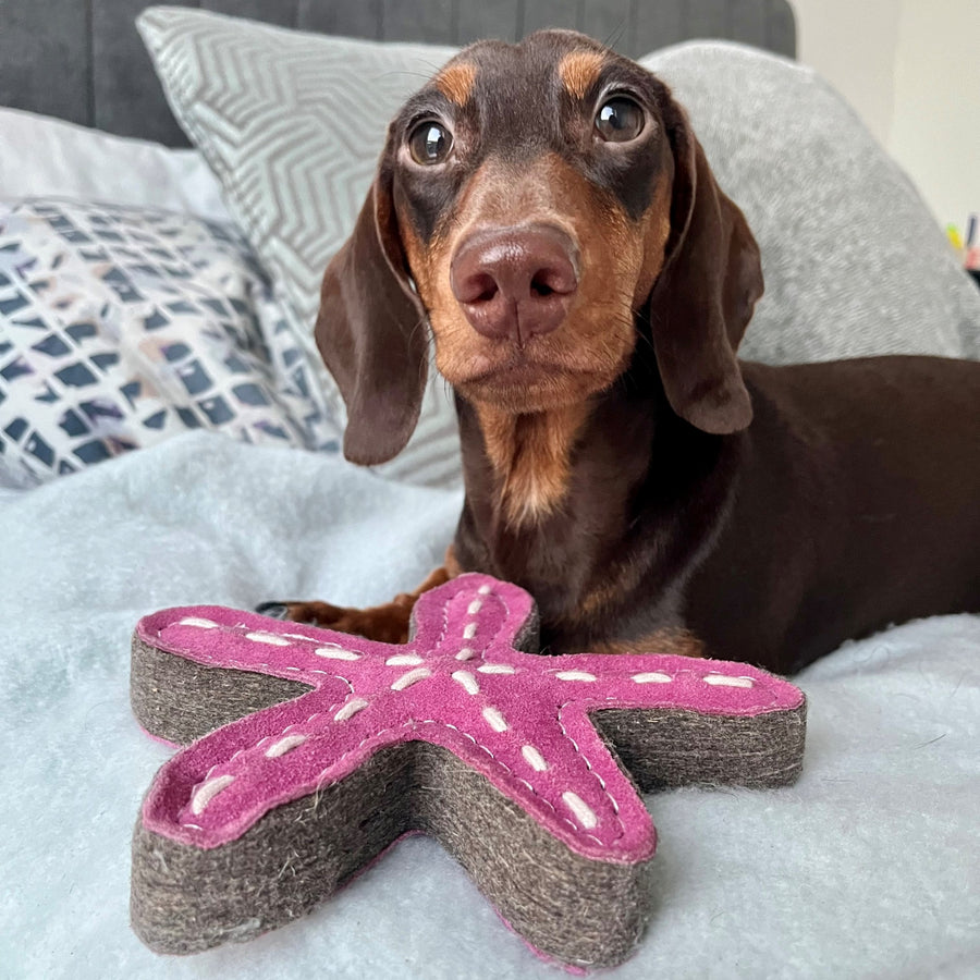 Green & Wilds Eco Dog Toy Stanley Starfish