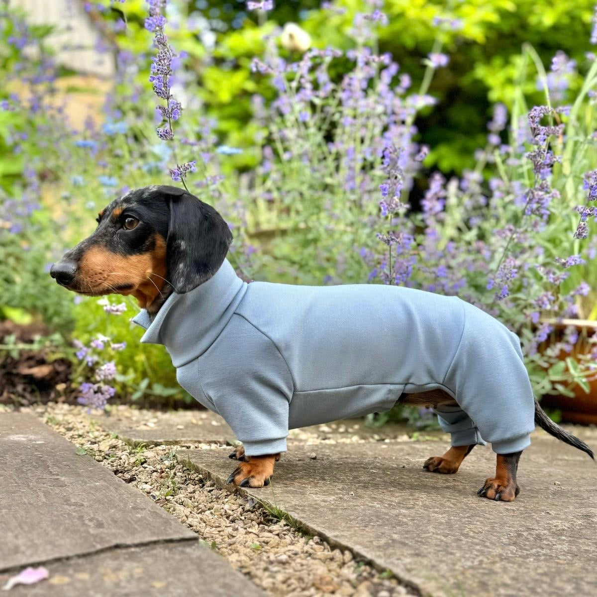 Pajamas Outfits For Miniature Dachshund Mini Dachshund Clothes