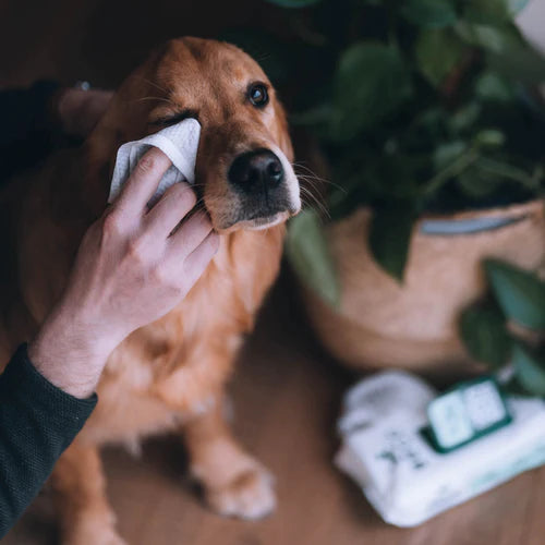 Coconut dog wipes cheap