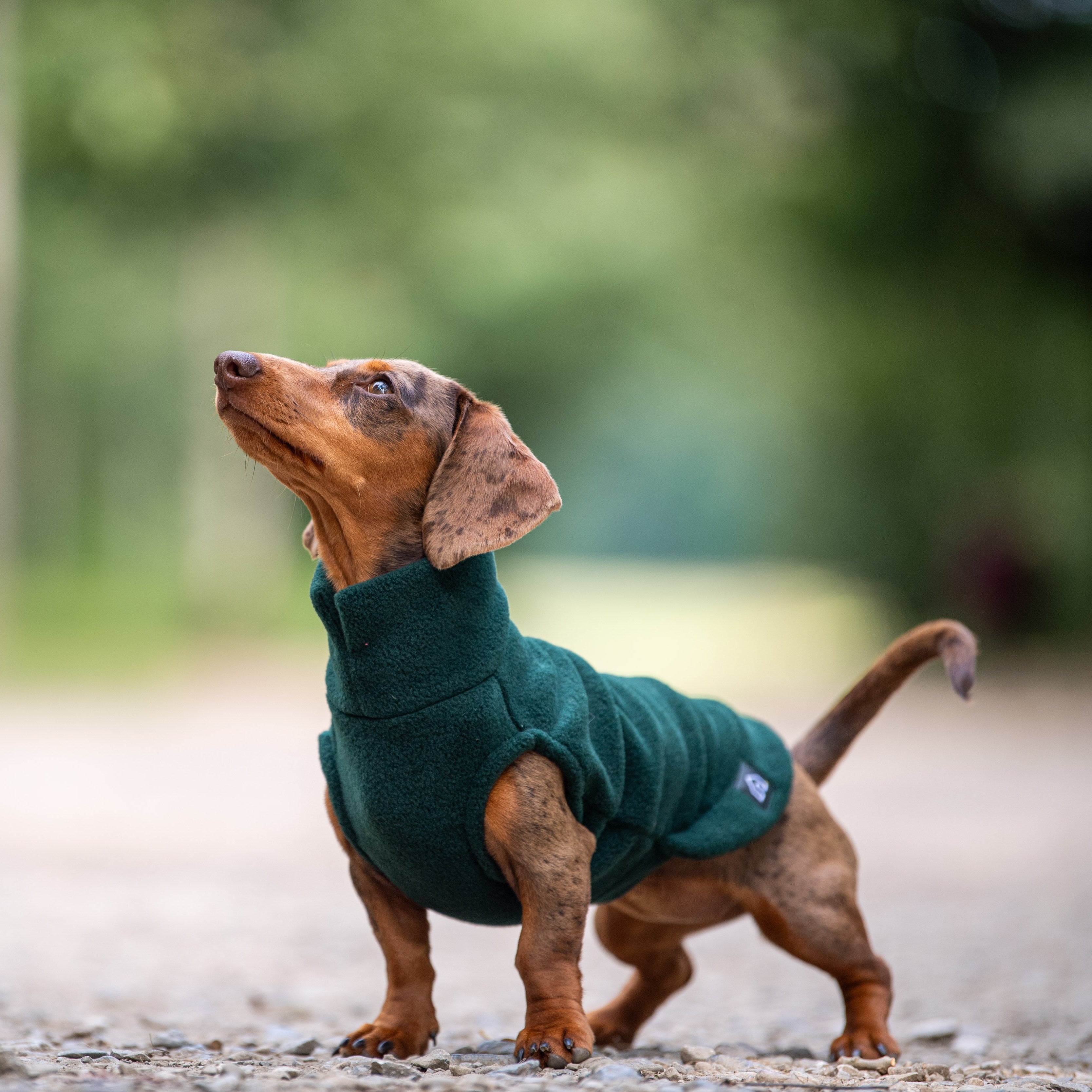 Dachshund Fleece Jumper Doghouse Dog Jumpers – DOGHOUSE