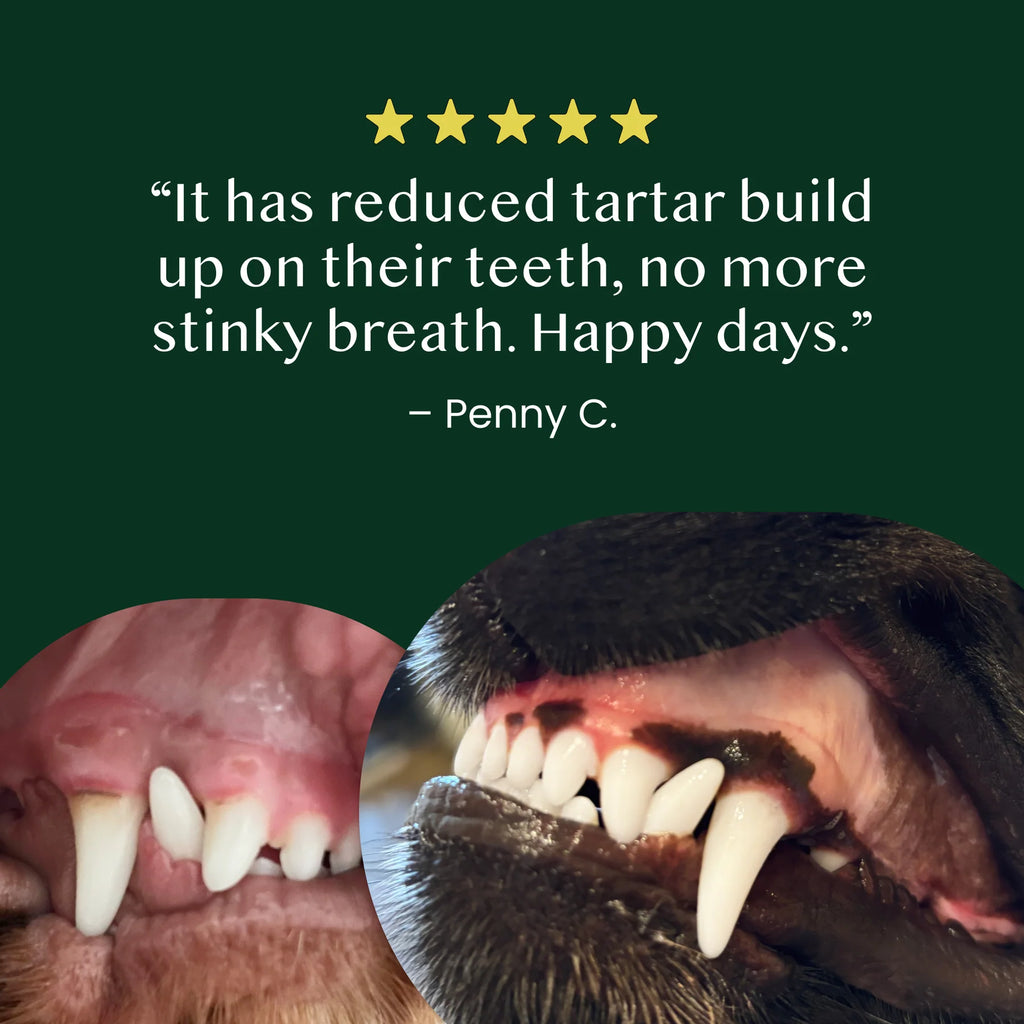 Fettle Scottish Kelp Seaweed Powder for Dogs