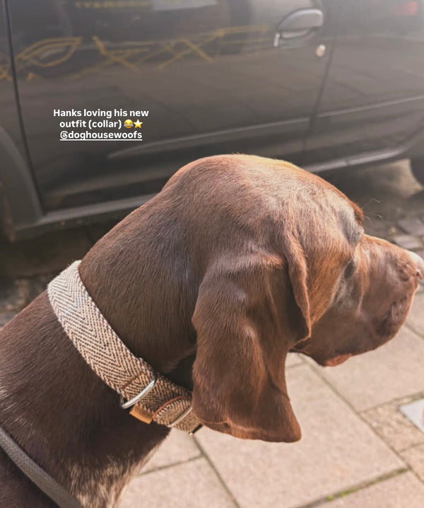 Hank (@hankythegsp_)