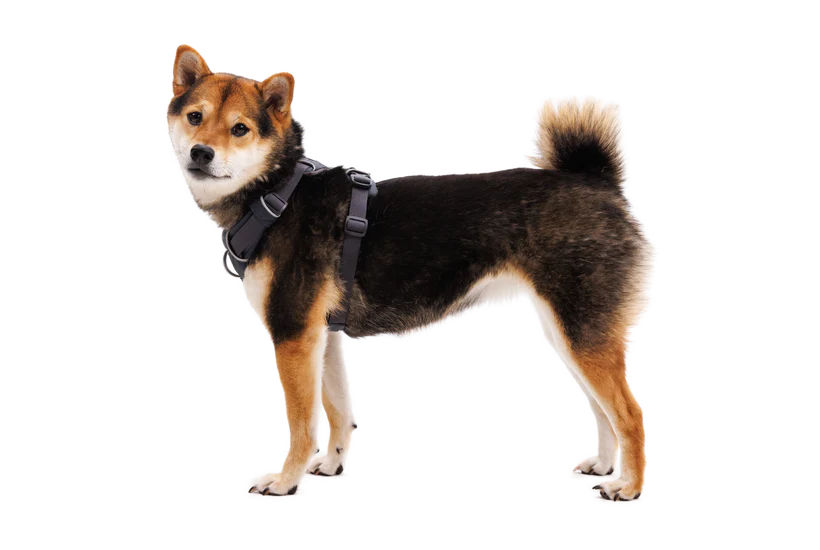 Ruffwear Front Range® Dog Harness in Basalt Gray