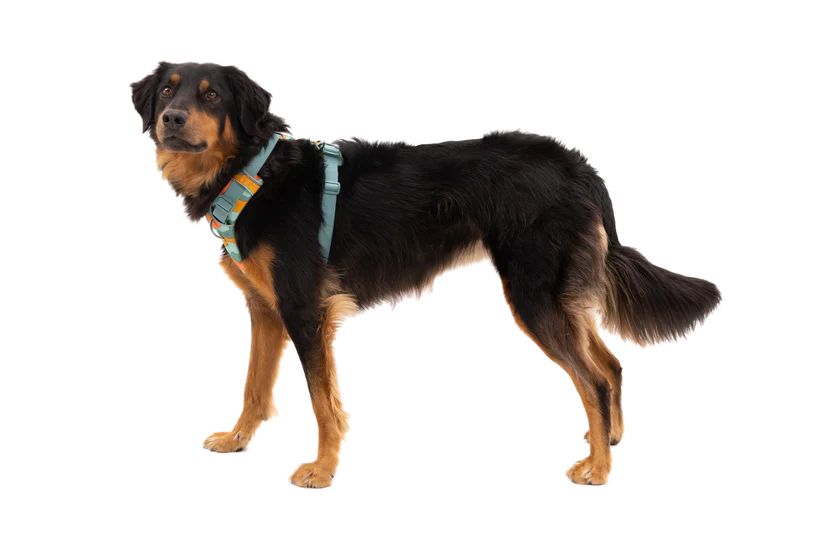 Ruffwear Front Range® Dog Harness 