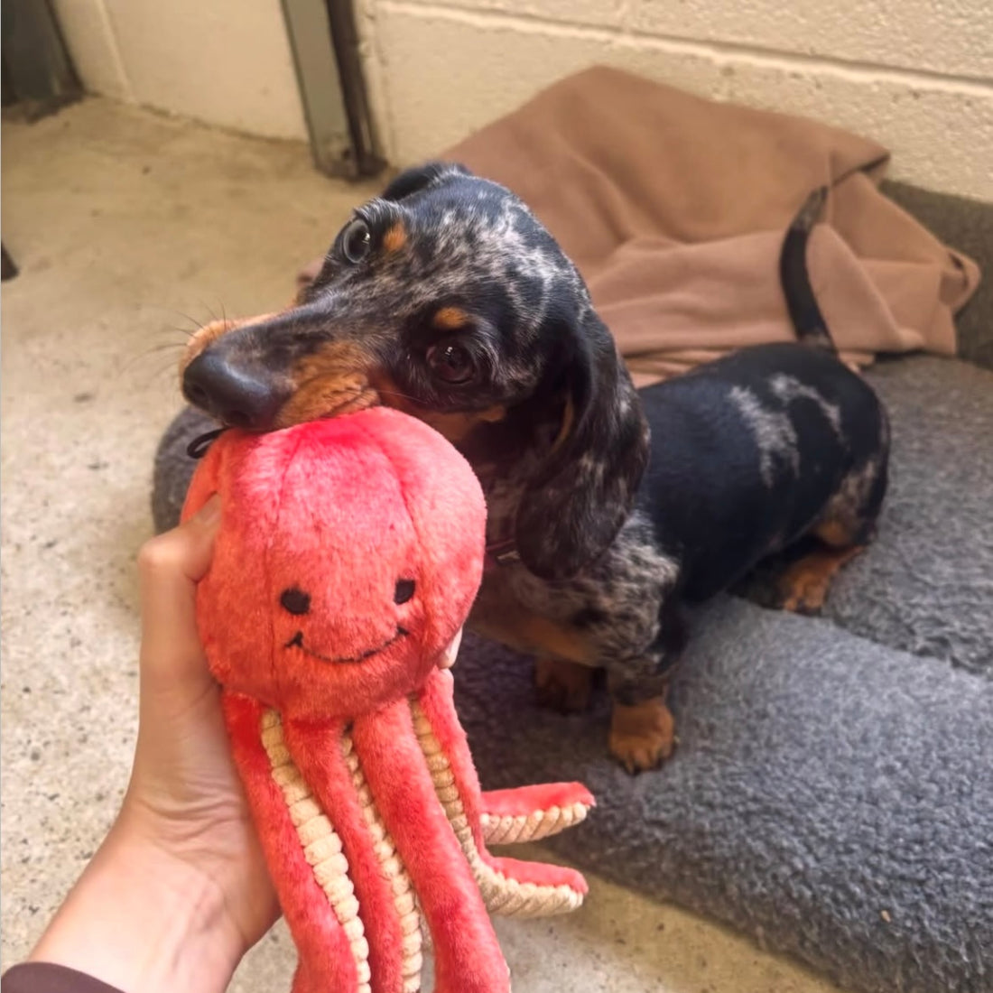 Fig (@figgywiggy.theminidaxi)