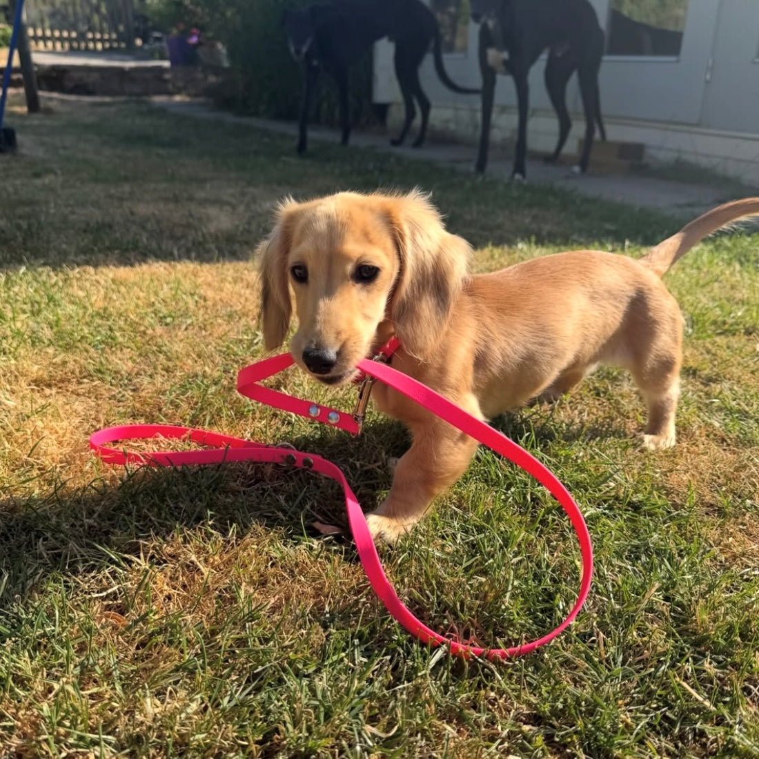 Clementine (@clementinetheween)