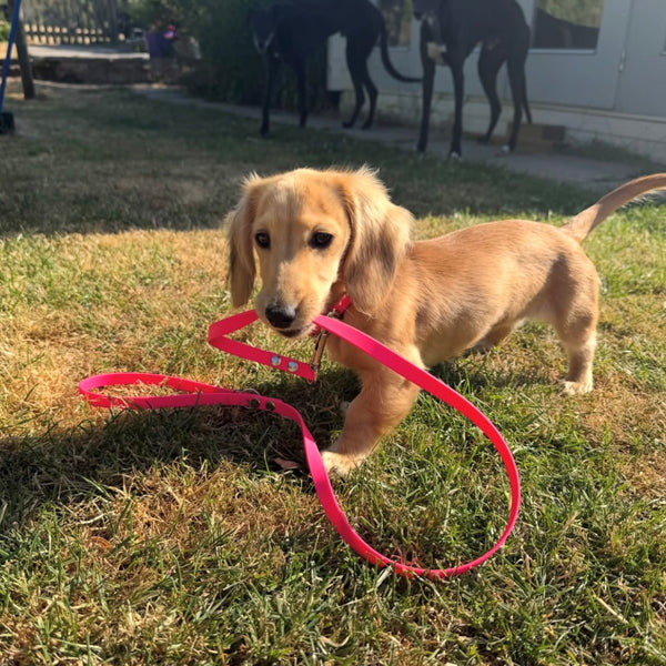 Clementine (@clementinetheween)