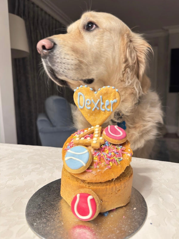 Dexter (@dexterandoliveinthecity)